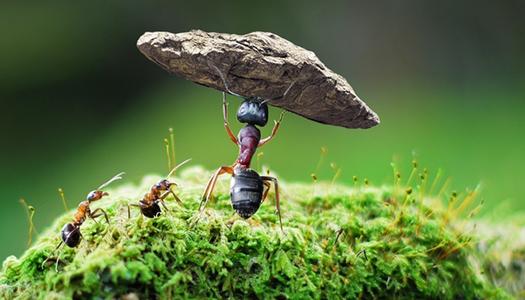 像蚂蚁在身上爬是什么梗配图