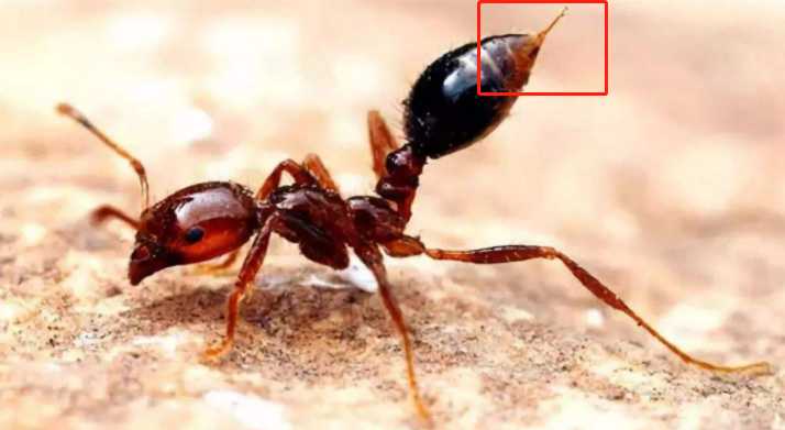 像有蚂蚁在爬是什么梗配图