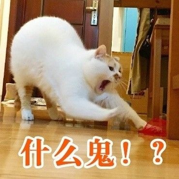 魈猫猫是什么梗