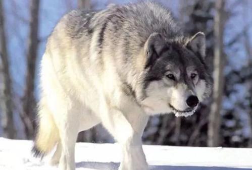 西伯利亚狼是什么梗配图