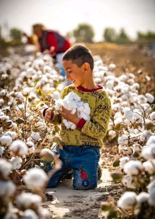 新疆种棉花是什么梗配图