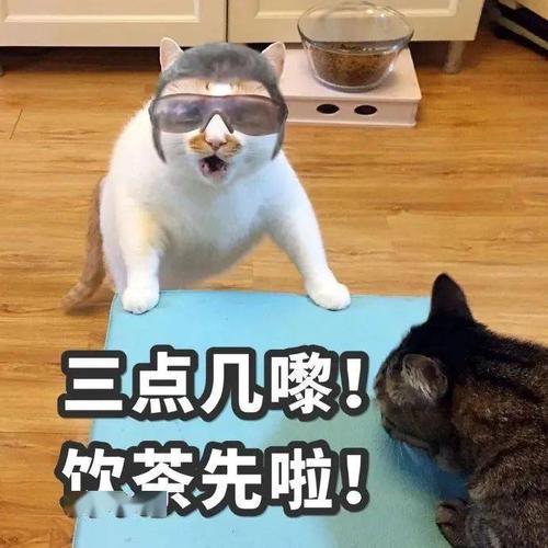 一起喝茶是什么梗配图