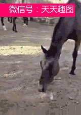 有只马在啃萝卜是什么梗配图