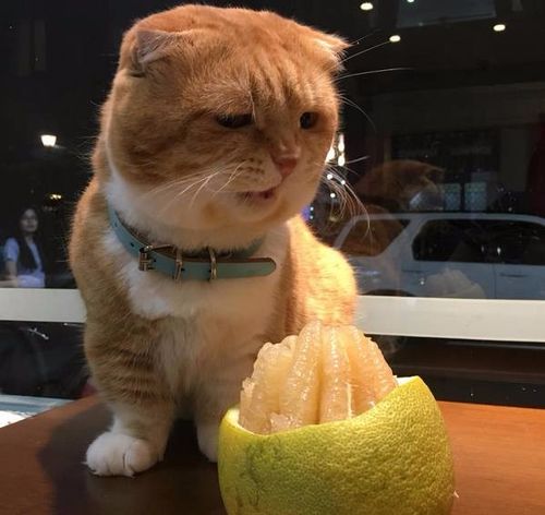 柚子猫刻晴是什么梗配图