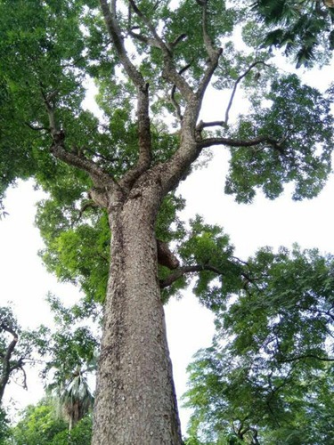 越南的树会说话是什么梗配图