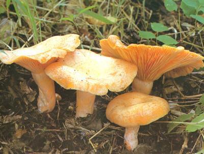 云南的蘑菇是什么梗配图