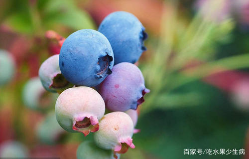 这叫蓝莓俗称苹果什么梗配图