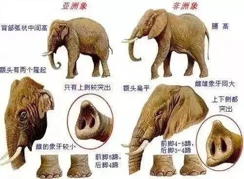 只有一个大象是什么梗配图