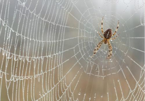 蜘蛛网是什么梗配图