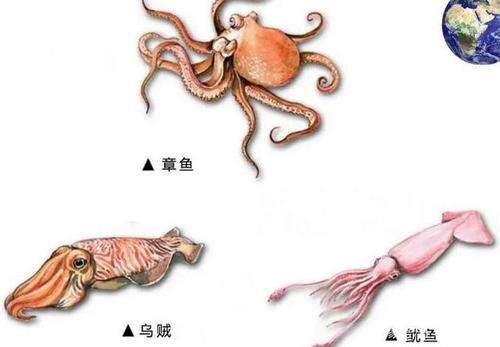 最近章鱼是什么梗配图
