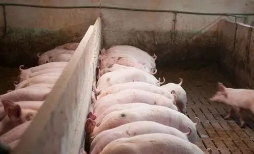 100斤的猪一天吃多少斤饲料配图