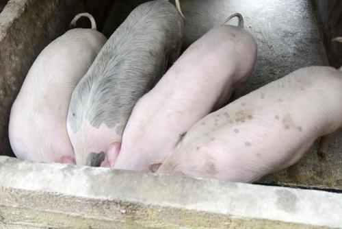 120斤的猪一天吃多少饲料配图