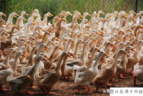 2000只鸭子一天吃多少饲料配图