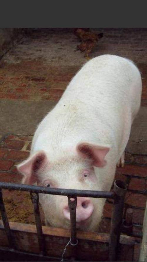 300斤的猪出栏需要多少饲料配图