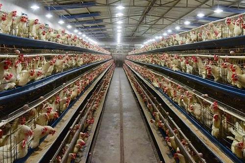 5000只蛋鸡一天吃多少饲料配图