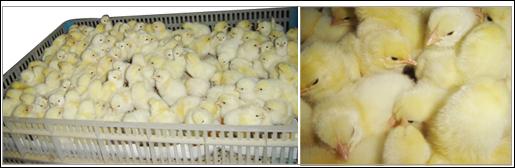 500只雏鸡一天吃多少斤饲料配图