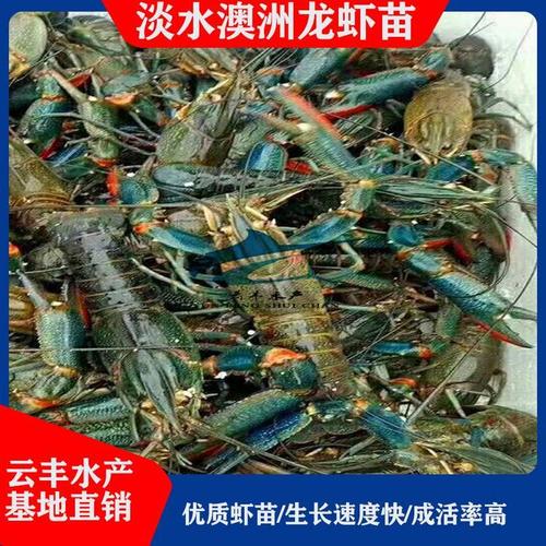 澳洲淡水小龙虾饲料配方配图