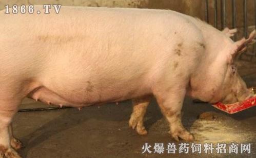 保育猪一天要喂多少饲料配图