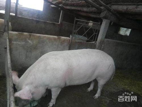 不喂饲料的猪一年能长多大配图