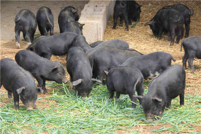 藏香猪一天吃多少饲料标准配图