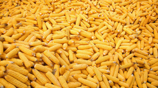 长沙饲料玉米批发市场配图
