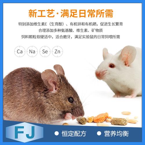 大鼠一天吃多少饲料配图