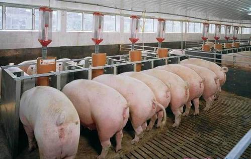 低蛋白饲料对猪的影响配图