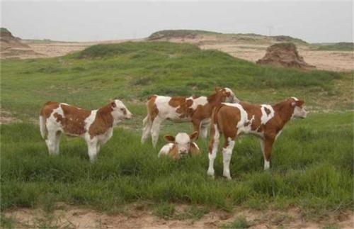断奶犊牛饲料配方怎么配,牛饲料和草一起搬喂行吗配图