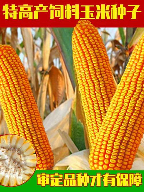 高产饲料玉米种子排行榜配图
