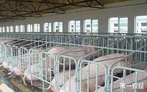 和饲料厂合作养猪如何分利润配图