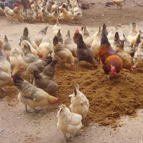 降低养鸡饲料成本配图