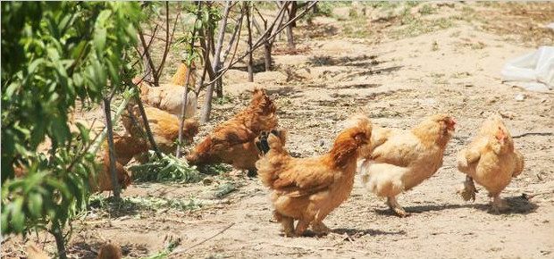鸡每天吃多少斤饲料配图