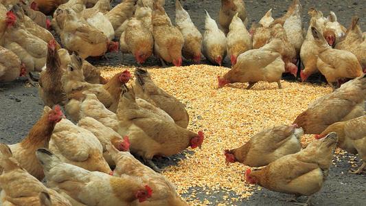 鸡每天要吃多少饲料配图