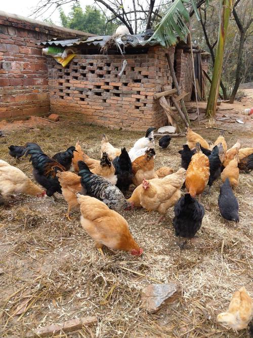鸡一年吃多少饲料配图