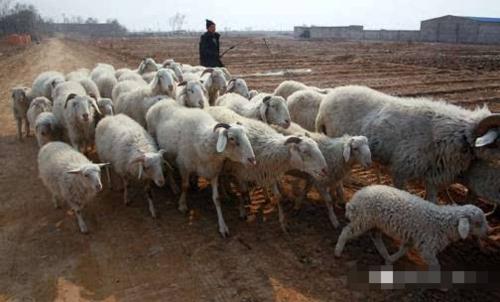 圈养羊的自制饲料配方配图