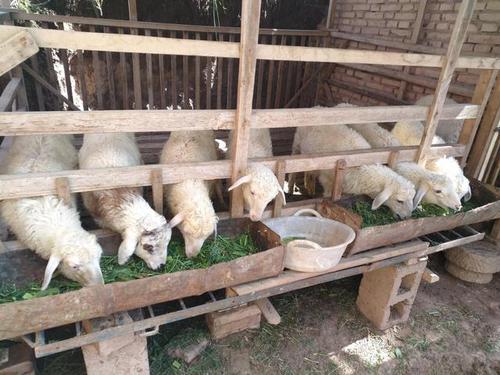 圈养羊怎么喂饲料和牧草配图