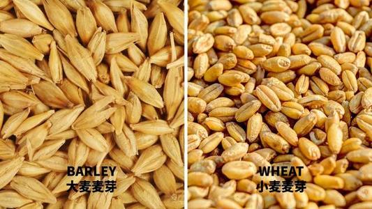 麦芽草饲料是用大麦还是小麦配图