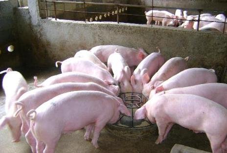 每斤猪肉多1元饲料成本配图