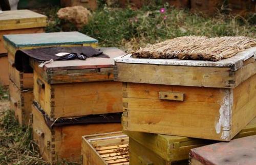 蜜蜂饲料的配制方法配图