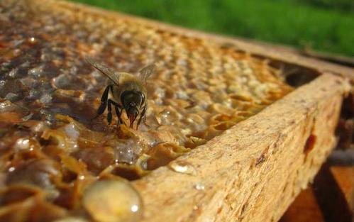 蜜蜂喂糖饲料的方法配图
