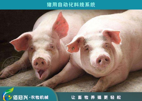母猪能吃育肥猪饲料吗?配图