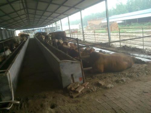 牛饲料加工厂需要什么设备配图