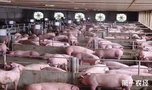 全民养猪500斤要多少饲料配图