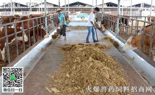 肉牛精饲料配方配图