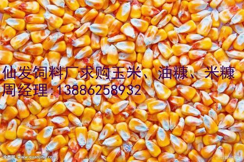 沈阳饲料厂收购玉米配图