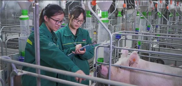 双胞胎猪饲料是哪家厂家生产的配图