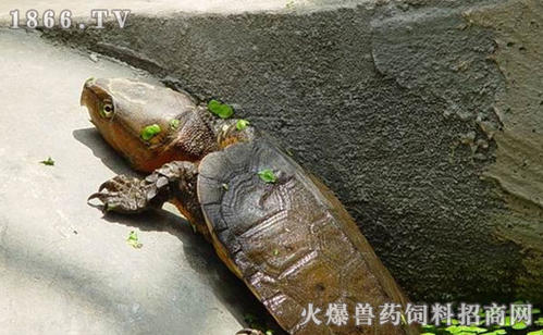 水池龟吃多少饲料配图