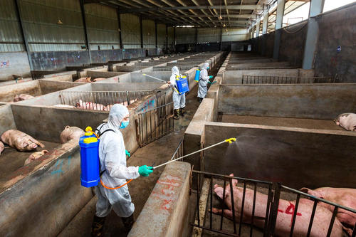 饲料厂非洲猪瘟生物安全防控配图