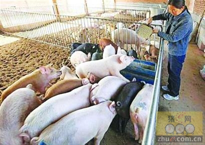 饲料厂合作养猪死了包赔配图