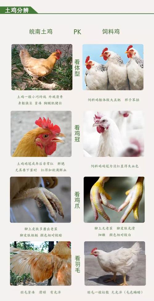 饲料鸡和土鸡的营养价值区别配图
